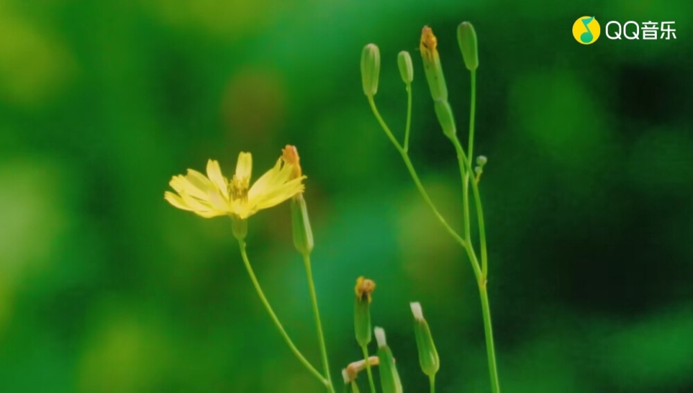 野菊