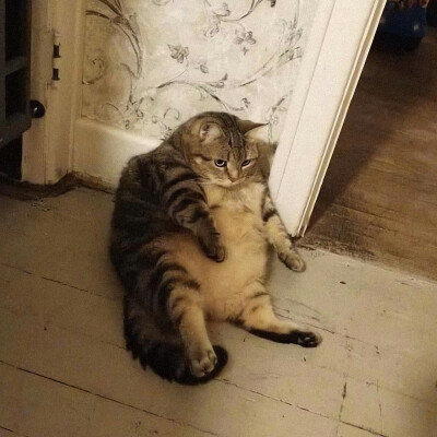 猫猫