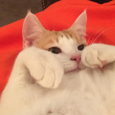 猫猫