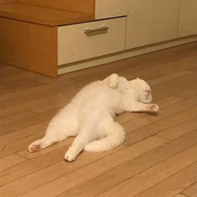 猫猫