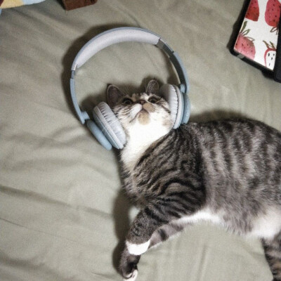 猫猫