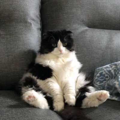 猫猫