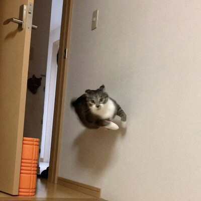 猫猫