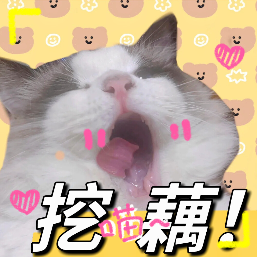 布偶猫咪表情包