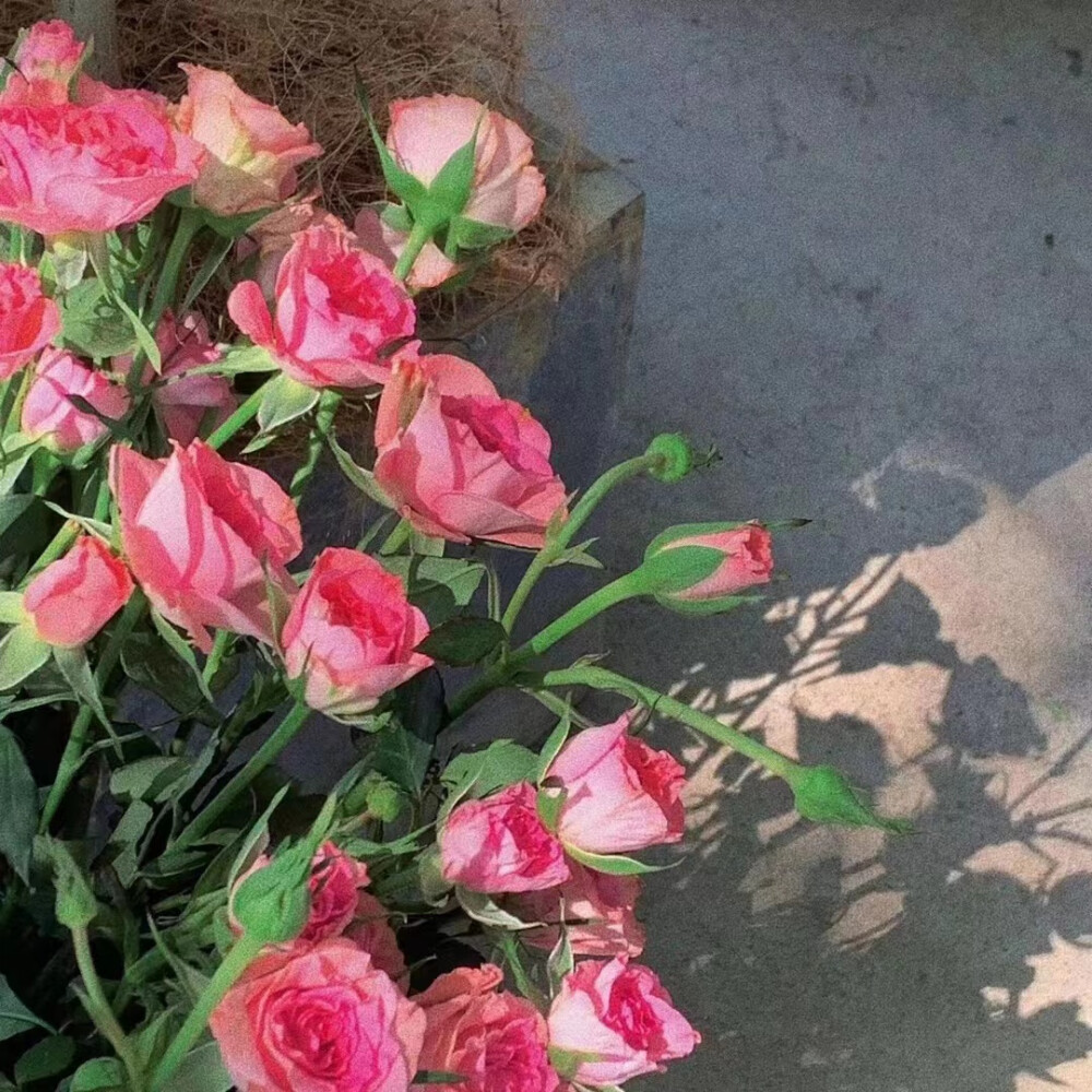 背景图|鲜花背景图风景玫瑰