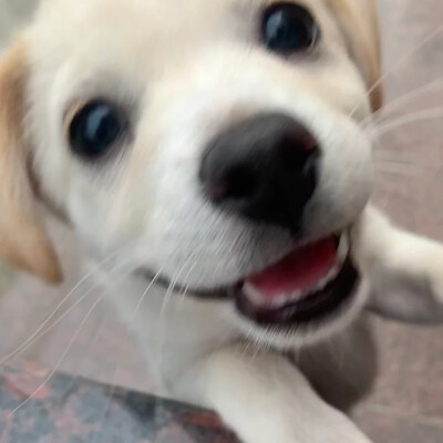 你也会丢弃小狗吗