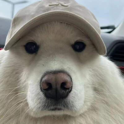 你也会丢弃小狗吗