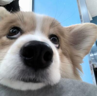 你也会丢弃小狗吗