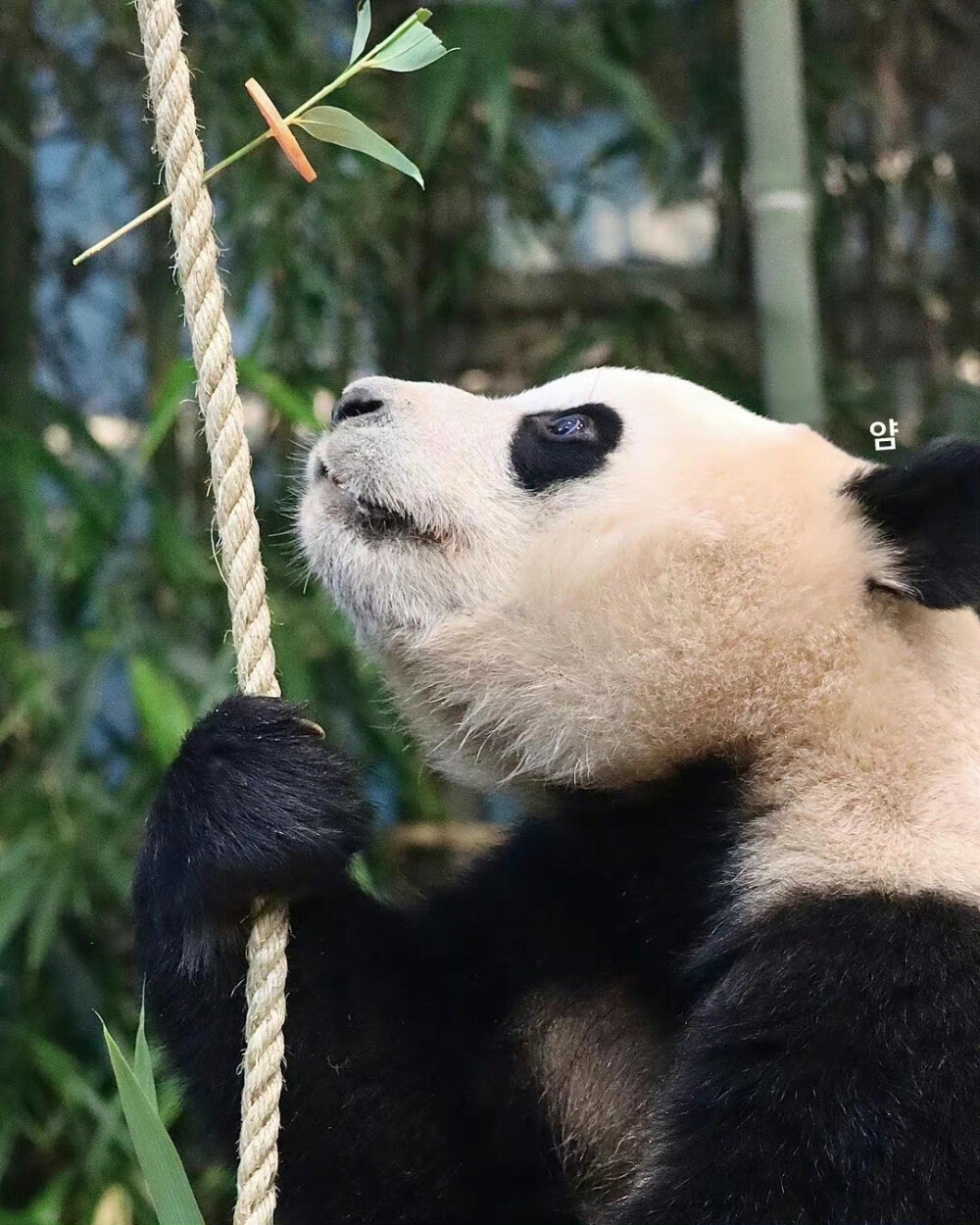 大熊猫福宝