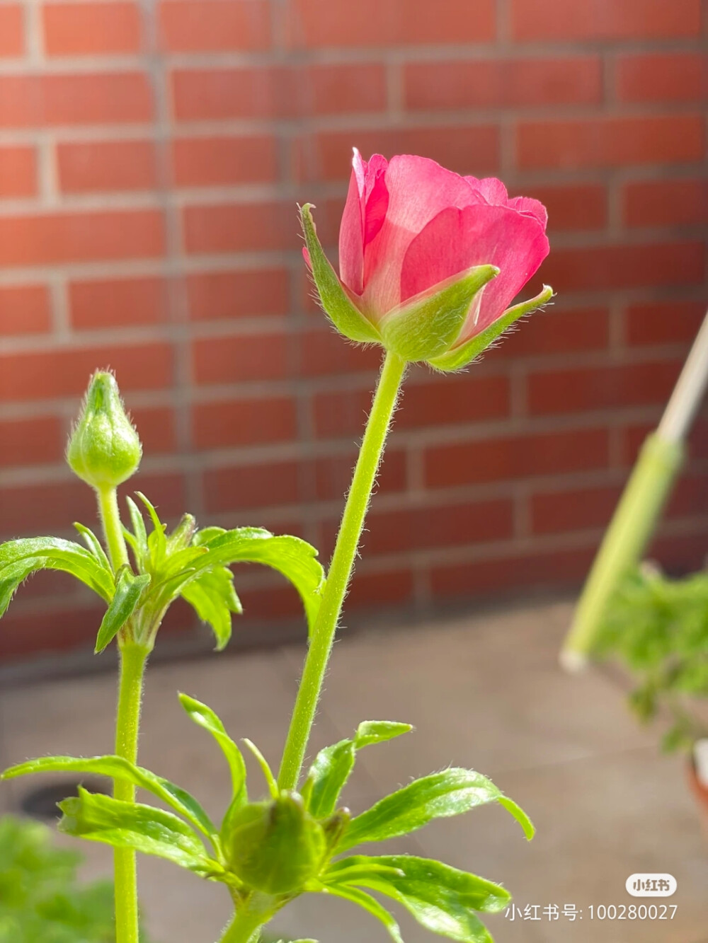 花草