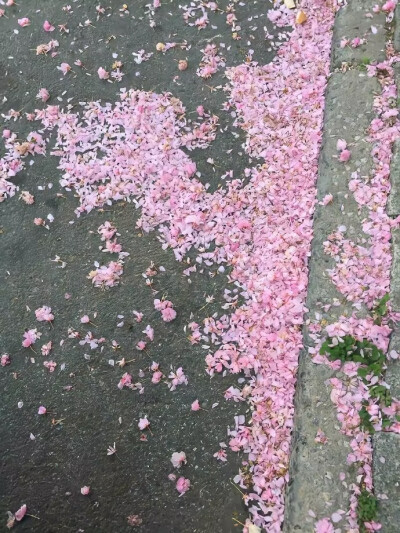 花瓣落下