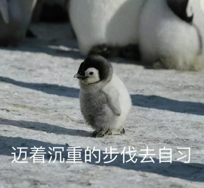 学习表情包