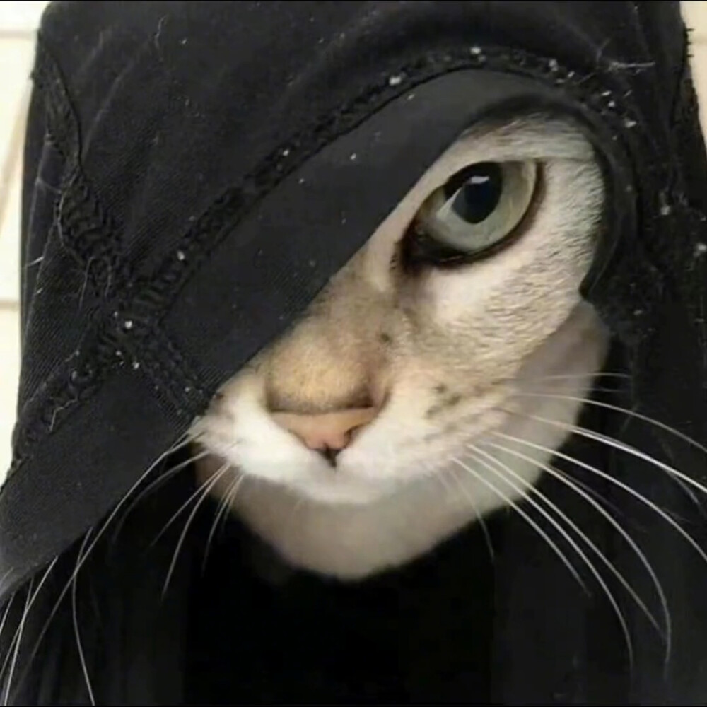 小众头像 猫咪狗狗