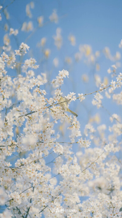 花花