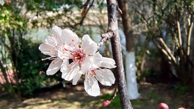 美丽吉安之春韵：紫叶李花开 满城春光美
2023年2月27日，在江西吉安各个公园、小区、街道两旁，处处可见正在绽放的紫叶李花，满树繁花洁白无瑕，满城芬芳春光迷人。