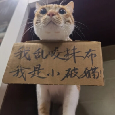 矢猫子