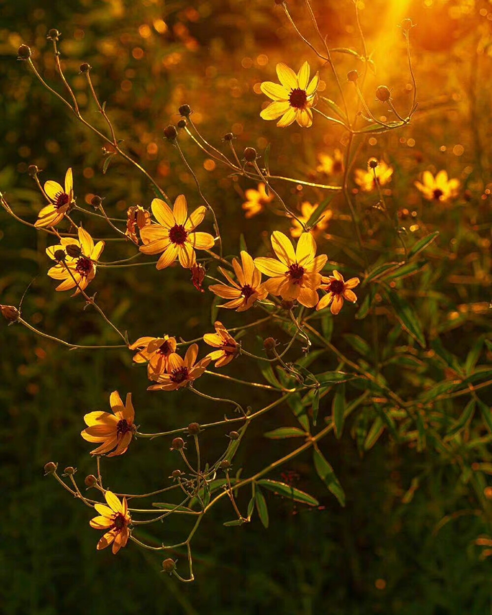 安静的花