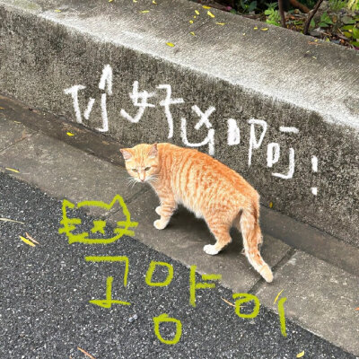 小猫在睡午觉 地球在转圈 ​​​
from春山青野