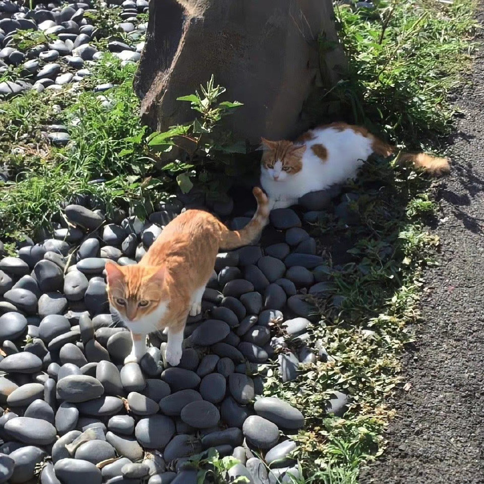 小猫在睡午觉 地球在转圈 ​​​
from春山青野