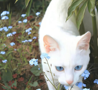 小猫在睡午觉 地球在转圈 ​​​
from春山青野