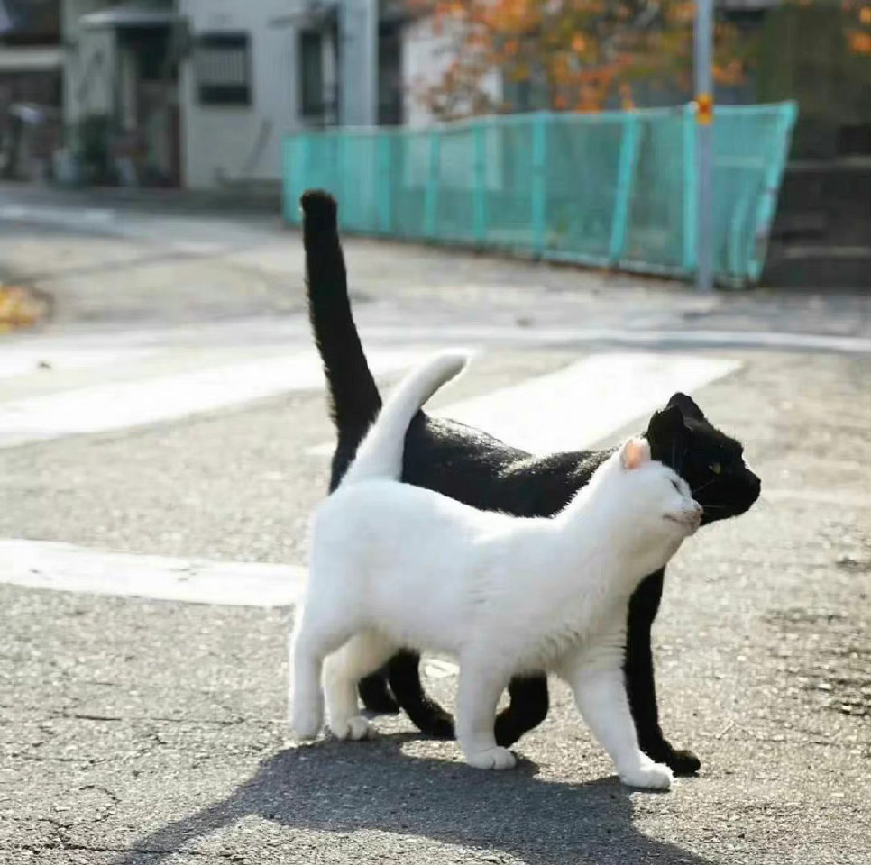 小猫在睡午觉 地球在转圈 ​​​
from春山青野