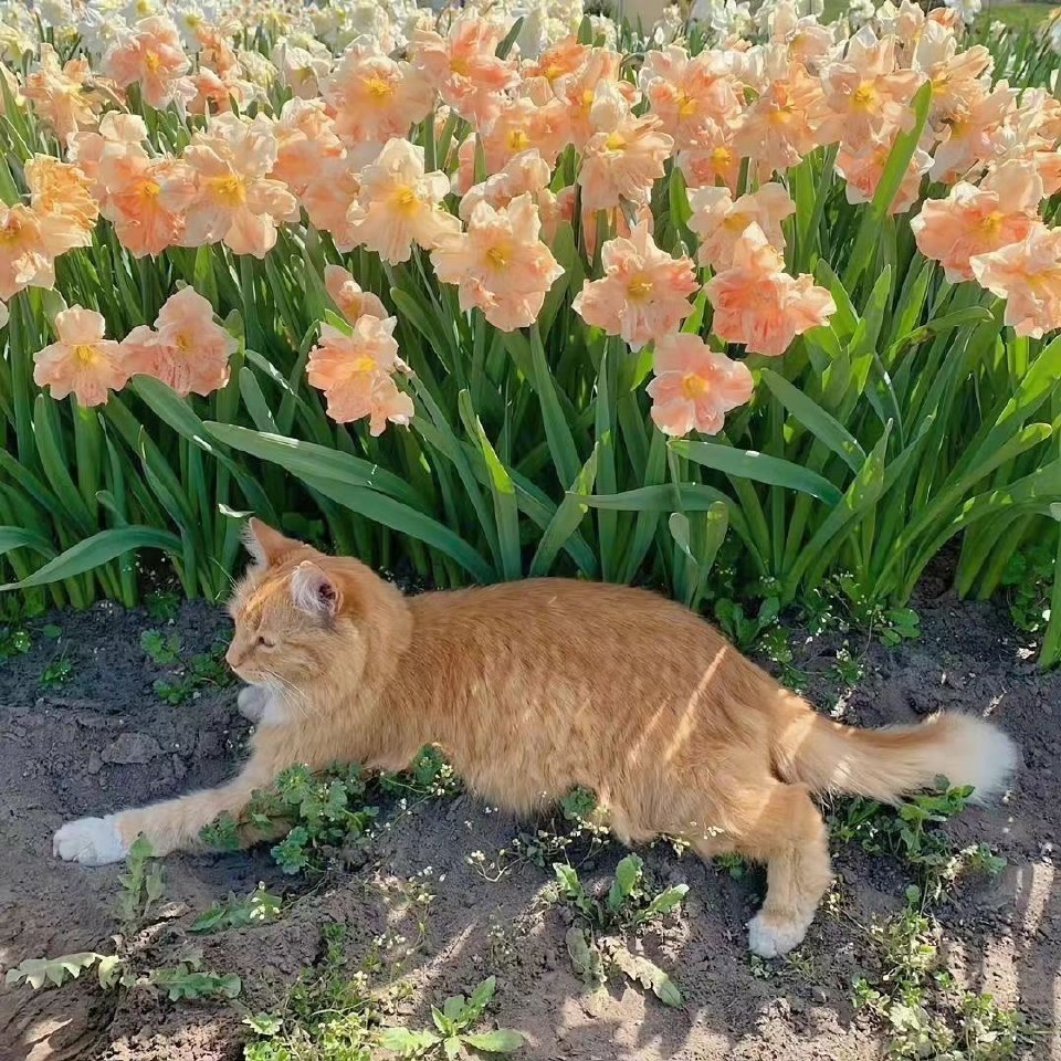 小猫在睡午觉 地球在转圈 ​​​
from春山青野