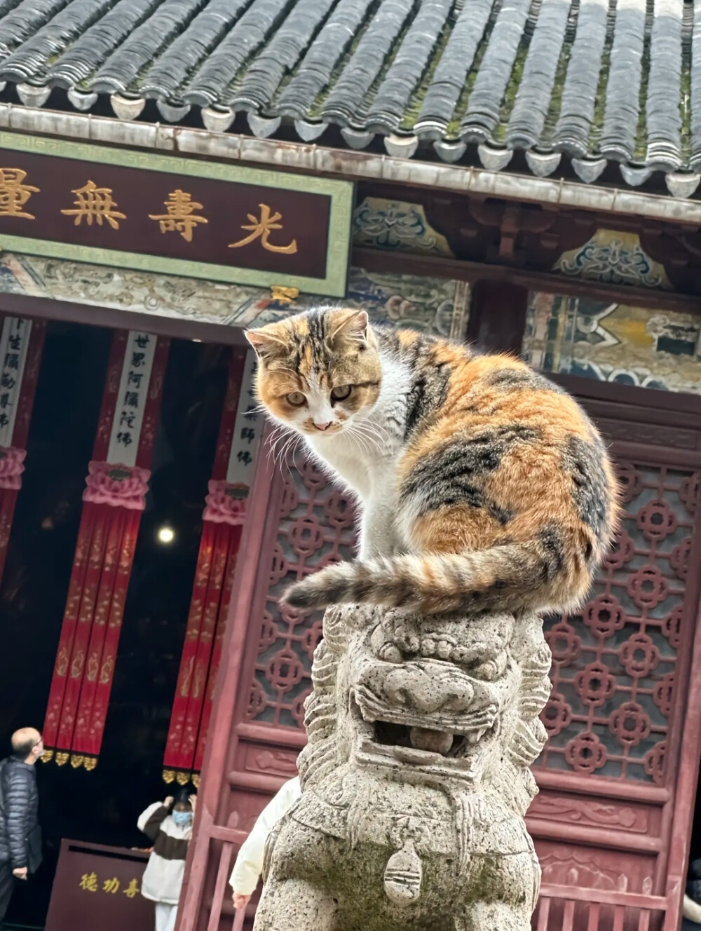 猫猫狗狗