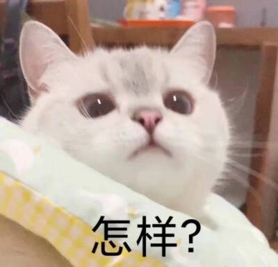 猫猫狗狗