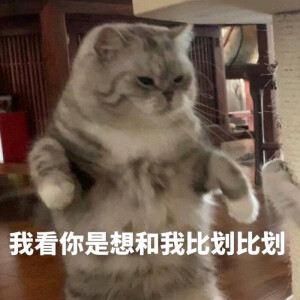 猫猫表情包(*σ´∀`)σ