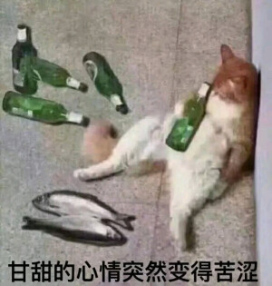 猫猫表情包(*σ´∀`)σ