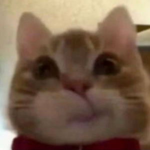 表情包 歪嘴小猫