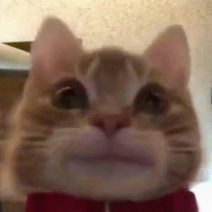 表情包 歪嘴小猫