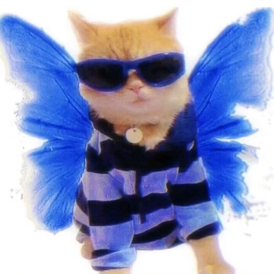 小众头像 猫咪