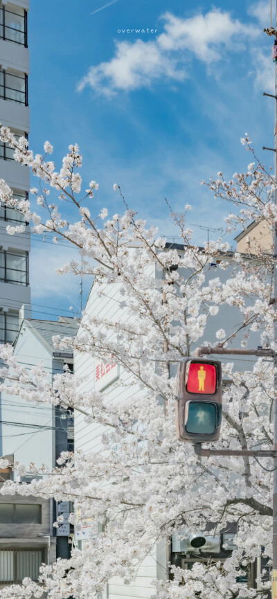 "在心里种花，人生才不会荒芜 "
#小清新壁纸#