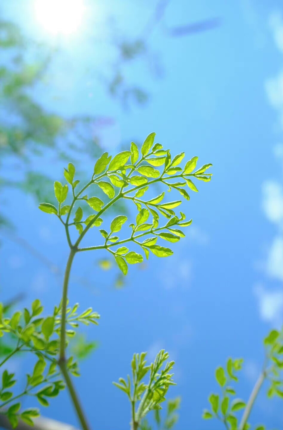 “我的身子上还有拔不出的春天的钉子”
