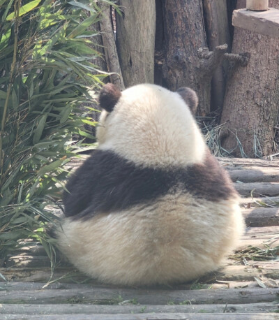 熊猫
图片来自网络，侵权删