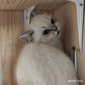 猫猫狗狗