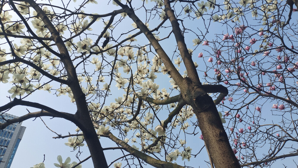 美丽吉安之春韵：玉兰花开 春意渐浓