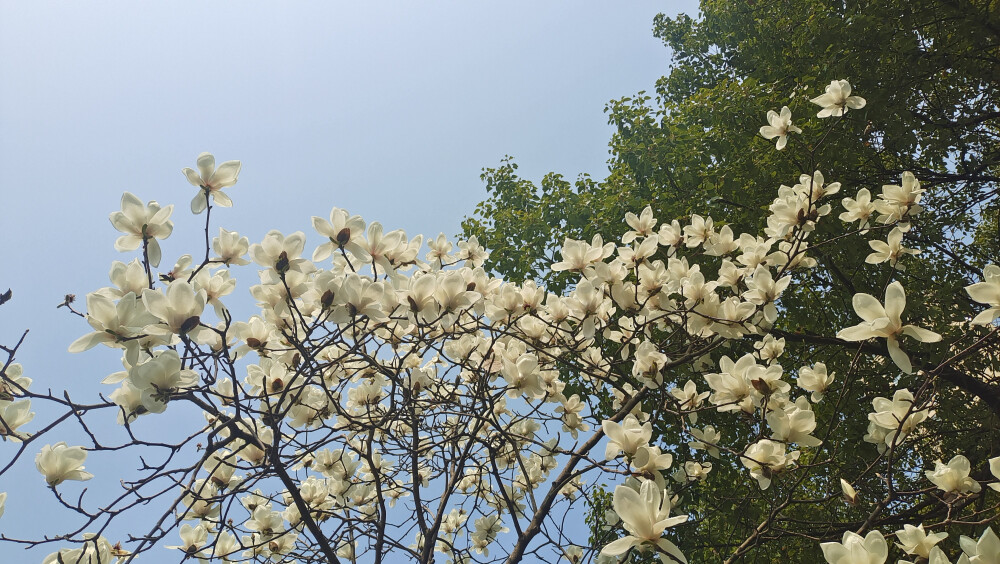 美丽吉安之春韵：玉兰花开 春意渐浓