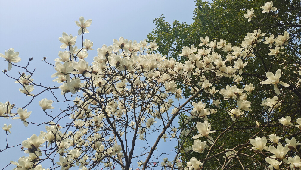 美丽吉安之春韵：玉兰花开 春意渐浓