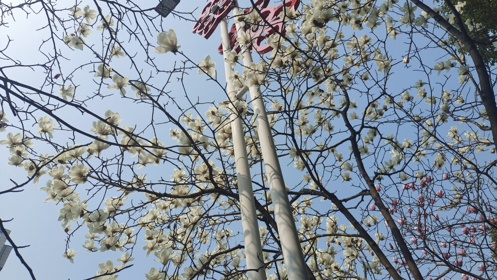 美丽吉安之春韵：玉兰花开 春意渐浓