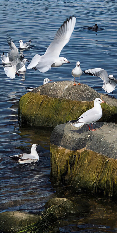 ฅʕ•̫͡•ʔฅ像喜欢春天的小熊一样喜欢你