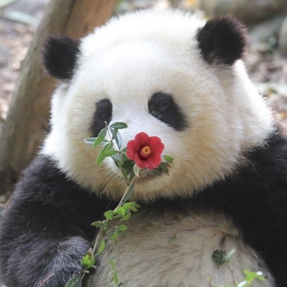 熊猫花花