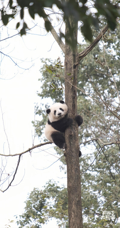 ▸大熊猫和花壁纸
"斧头山顶流女明星—可爱花花"