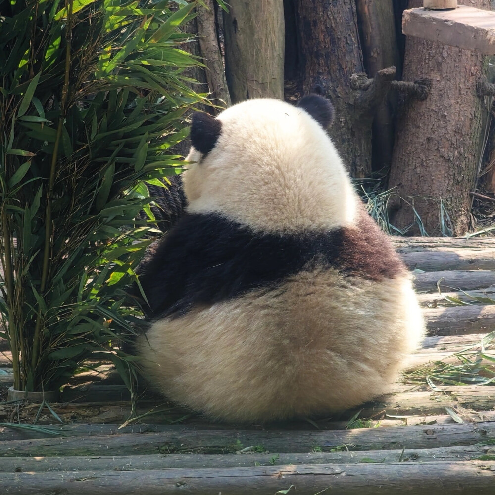 ▸大熊猫花花头像
"可爱饭团成和花小朋友"