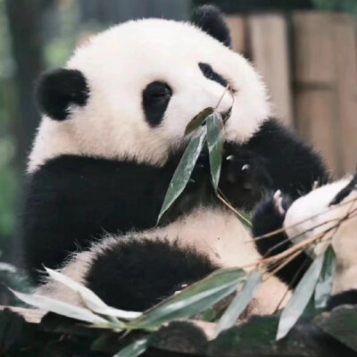▸大熊猫花花头像
"可爱饭团成和花小朋友"