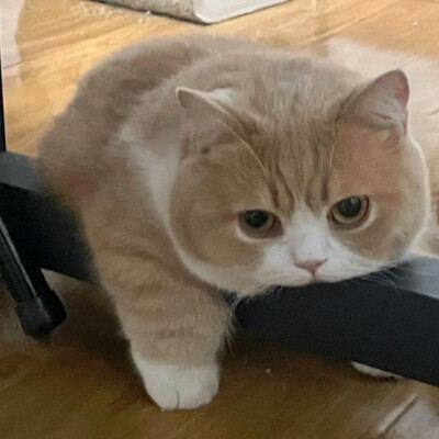小猫