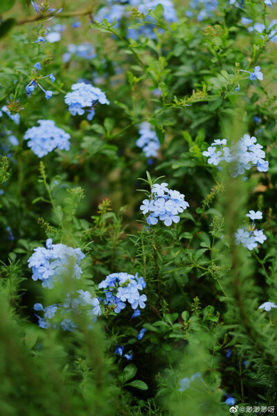 花花