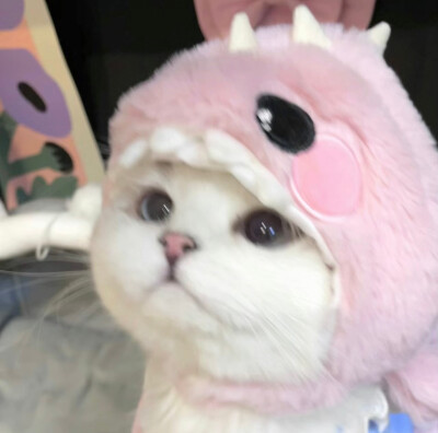 动物专场～
#可爱头像#