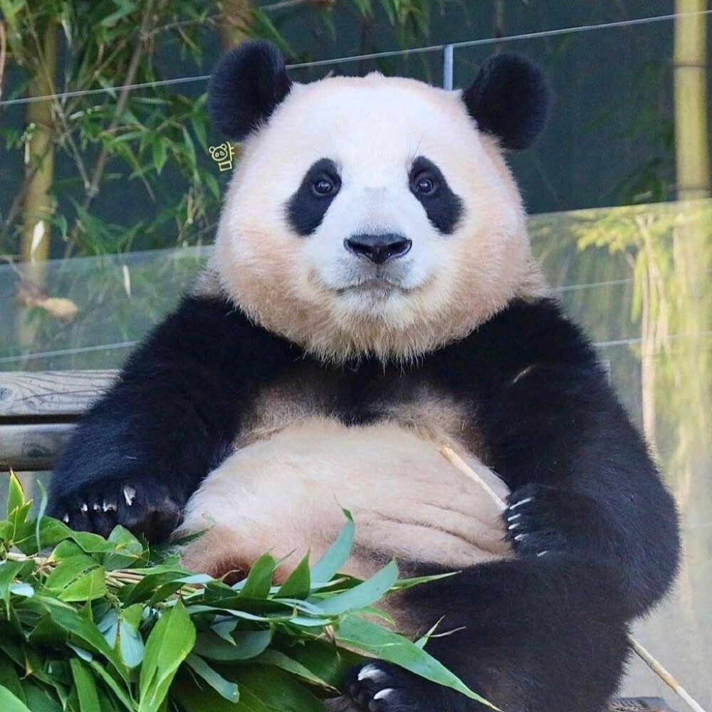 可爱福宝 堆糖，美图壁纸兴趣社区